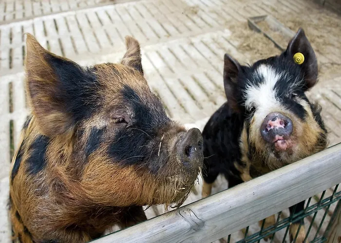 Cozy With A Dishwasher At A Holiday Park In The Achterhoek