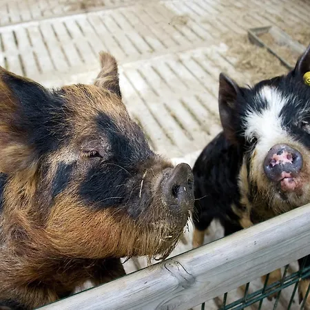 Cozy With A Dishwasher At A Holiday Park In The Achterhoek