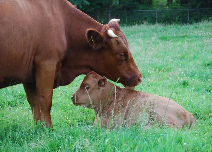 Cozy With A Dishwasher At A Holiday Park In The Achterhoek * Brinkheurne